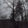031217BucheTanne Kopie